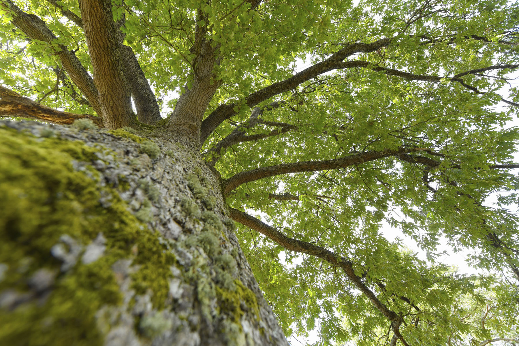 Rubén Pérez Llanera, En la dehesa de Villasante