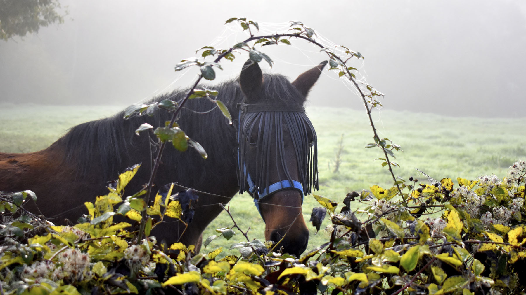 Javier Legorburu, Retrato, entre Loma y Edesa