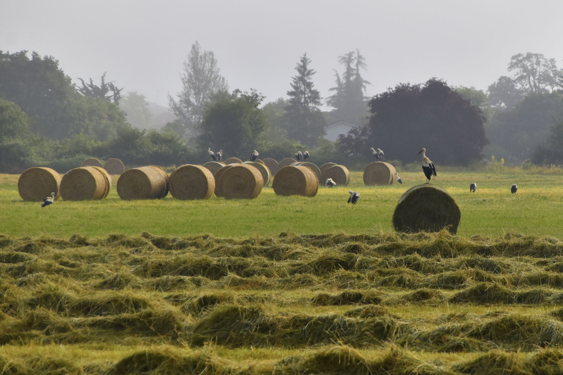 Javier Legorburu, Reposo, Villasante