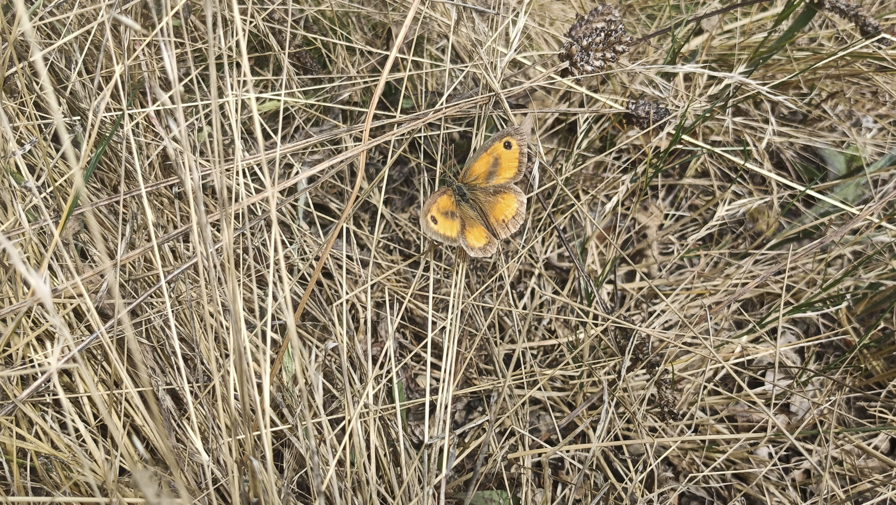 Ibón García Montolla, Noceco