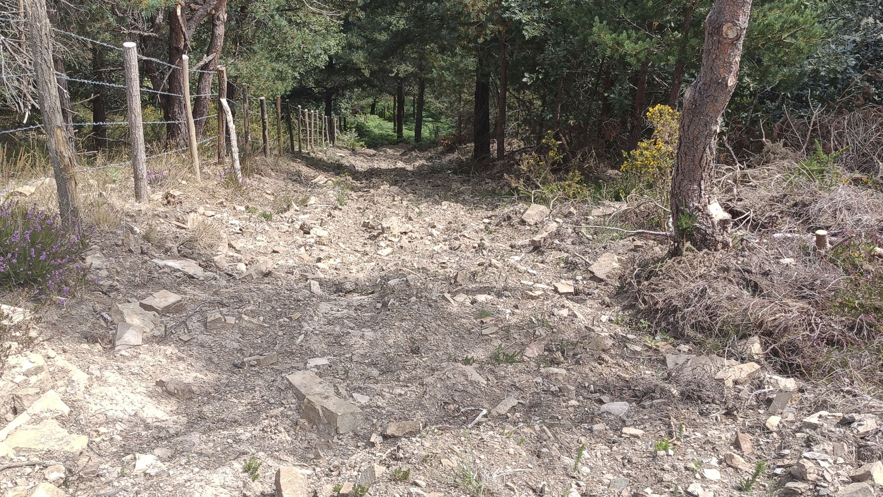 Ibón García Montolla, Noceco