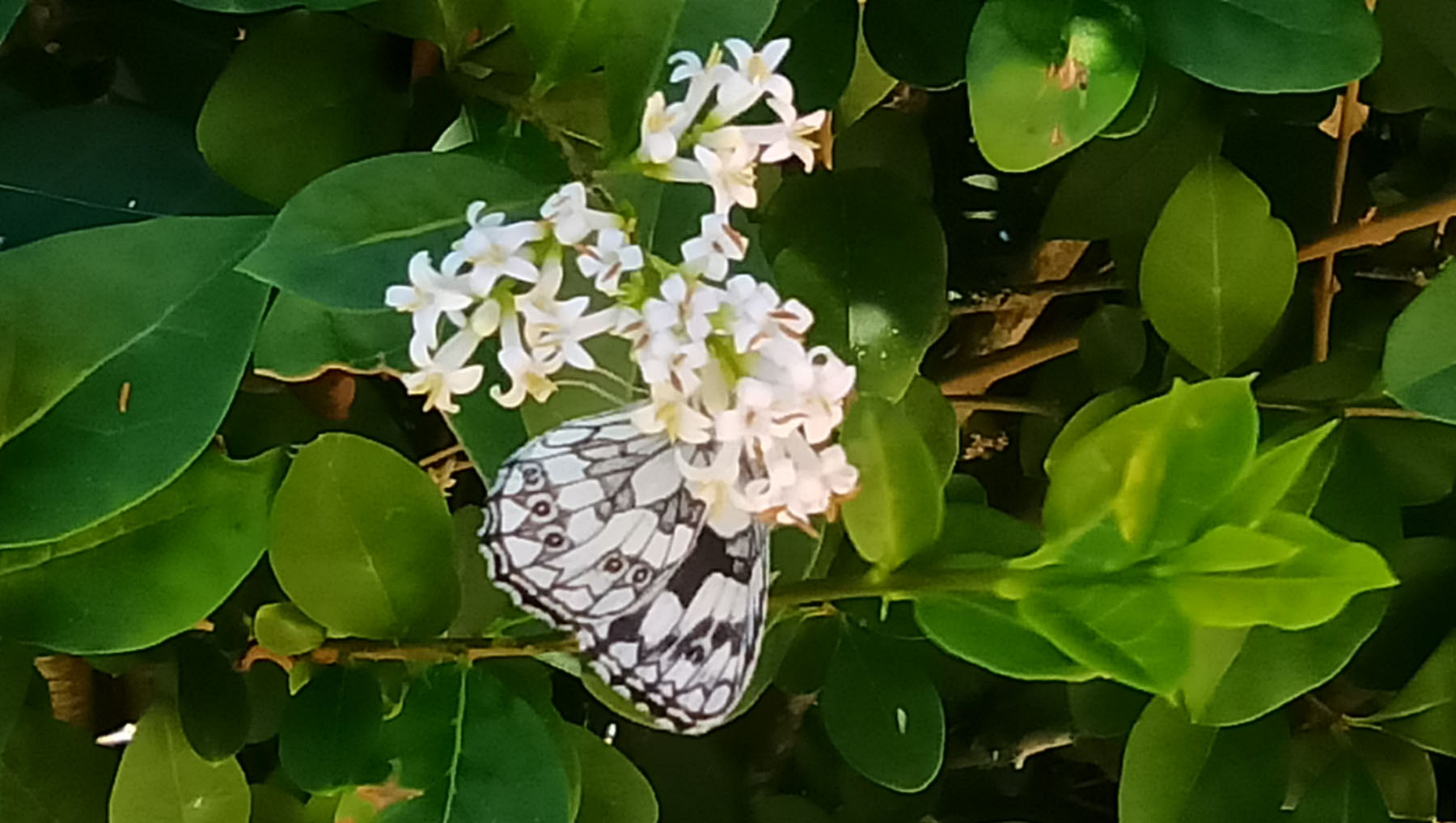 Marilo Peñafiel Saiz, Ribero de Montija
