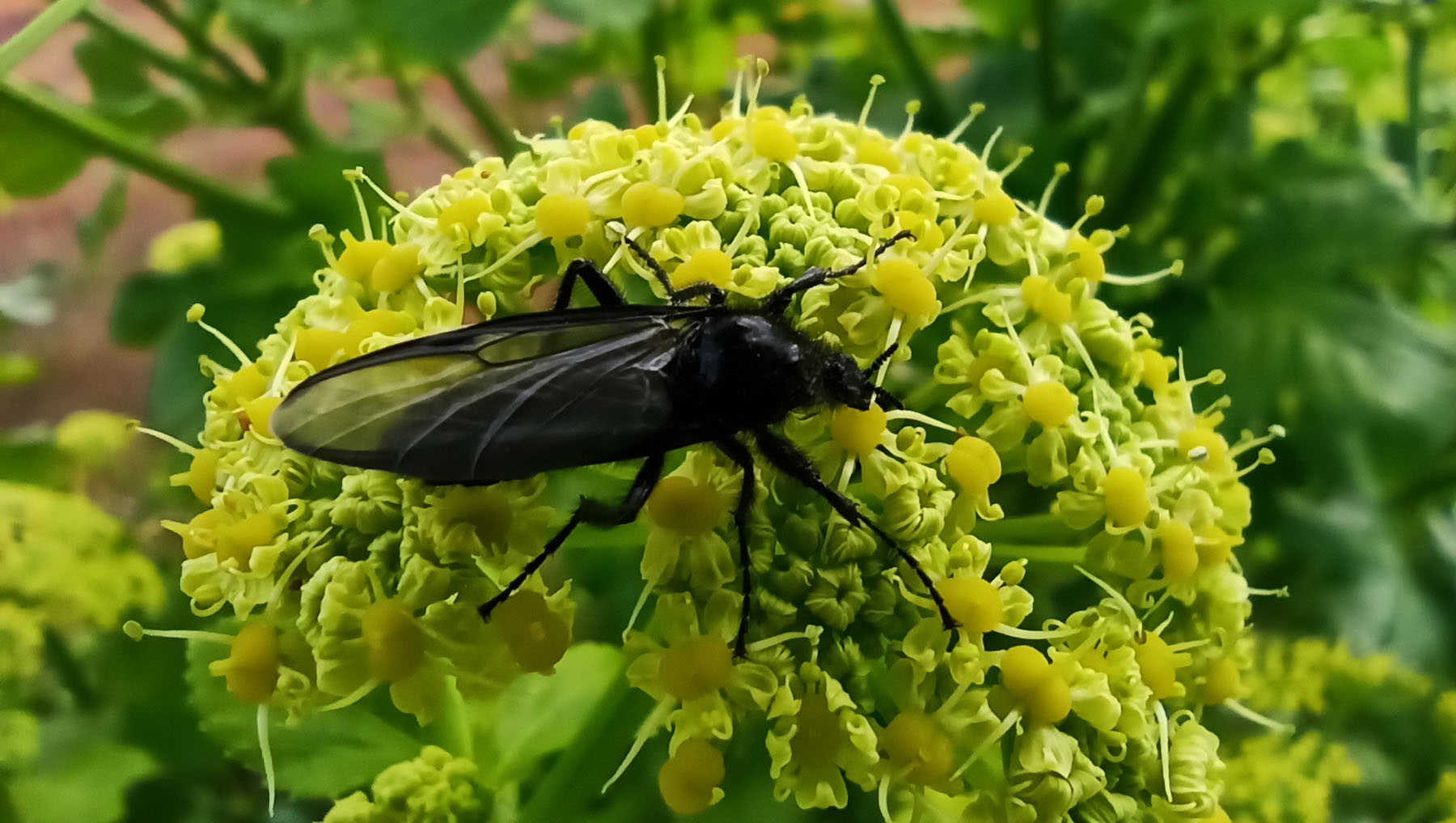 Marilo Peñafiel Saiz, Ribero de Montija