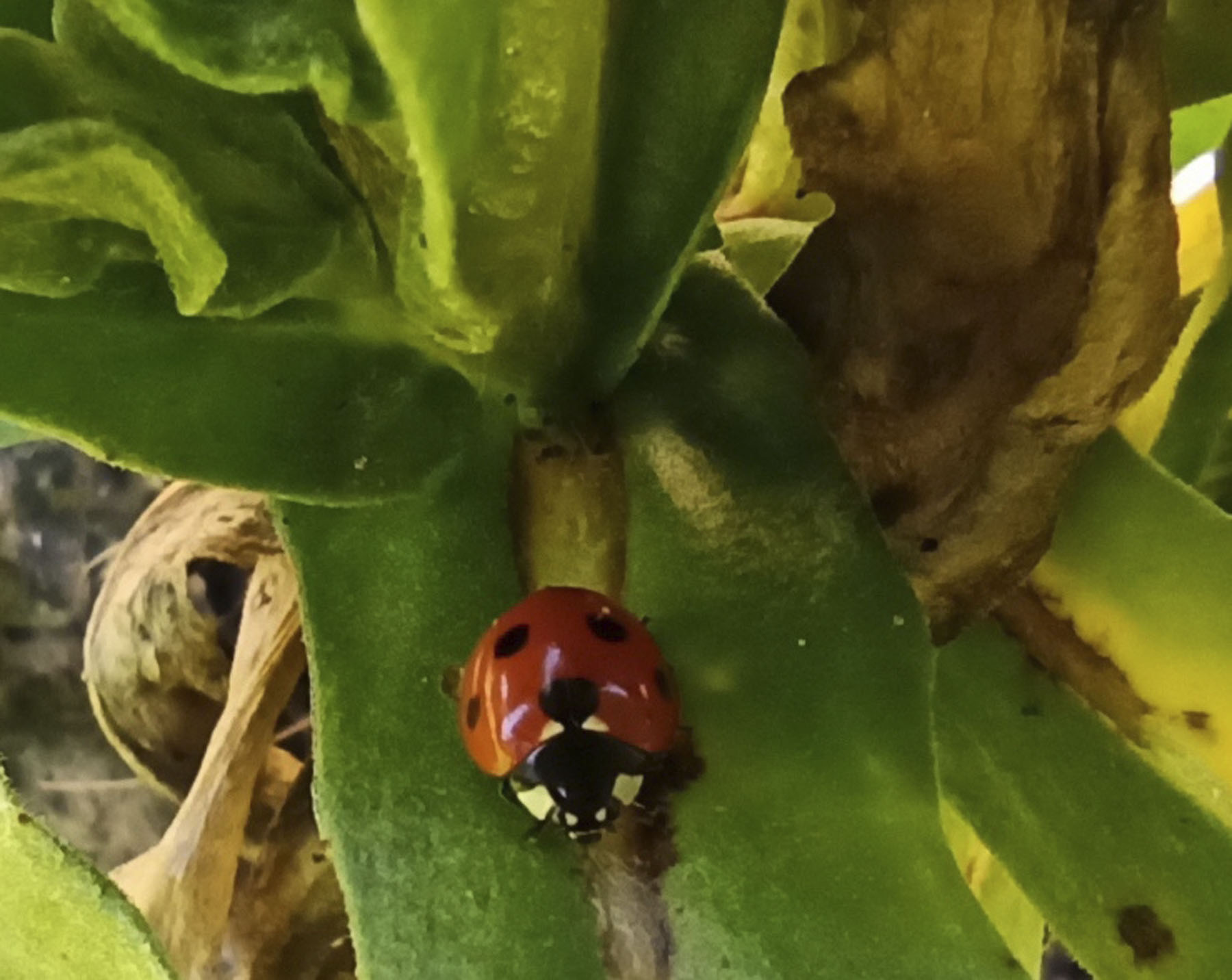 Marilo Peñafiel Saiz, Villasante