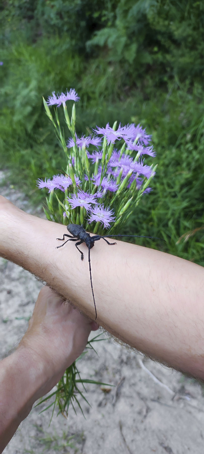 Pedro M. Canive Gutiérrez, Monte Corosuna