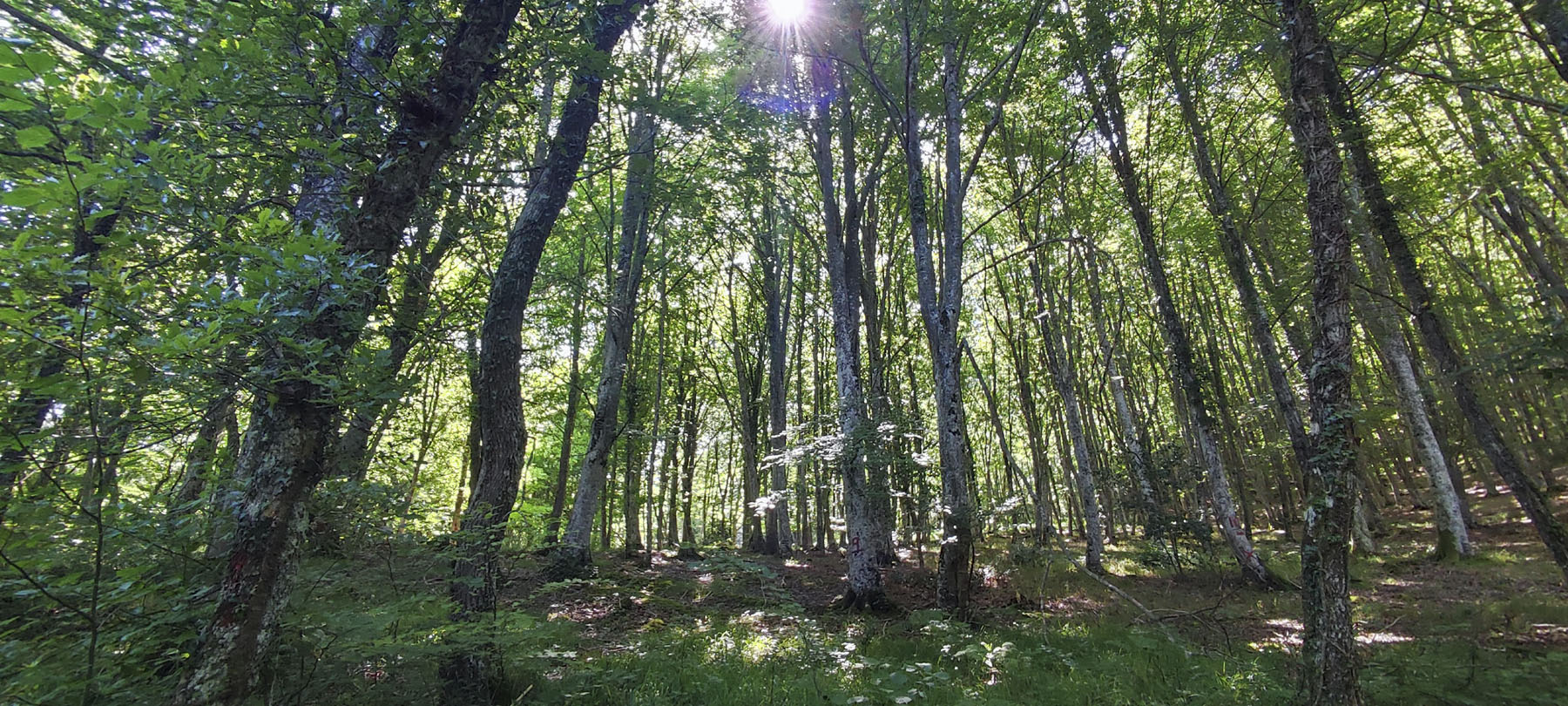 Pedro M. Canive Gutiérrez, Monte Corosuna