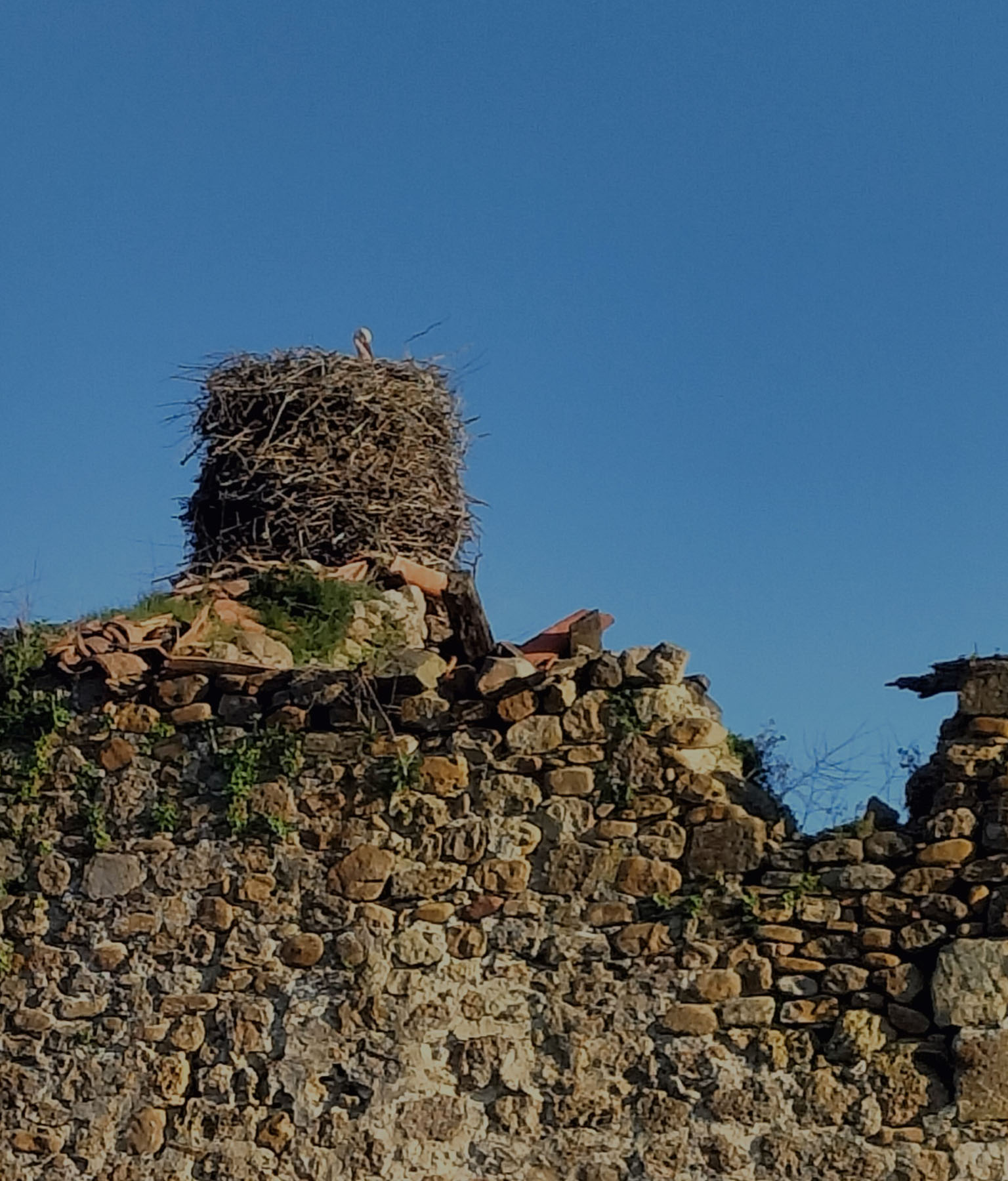 Nieves Quintanilla Ruiz, Nido Cigüeña