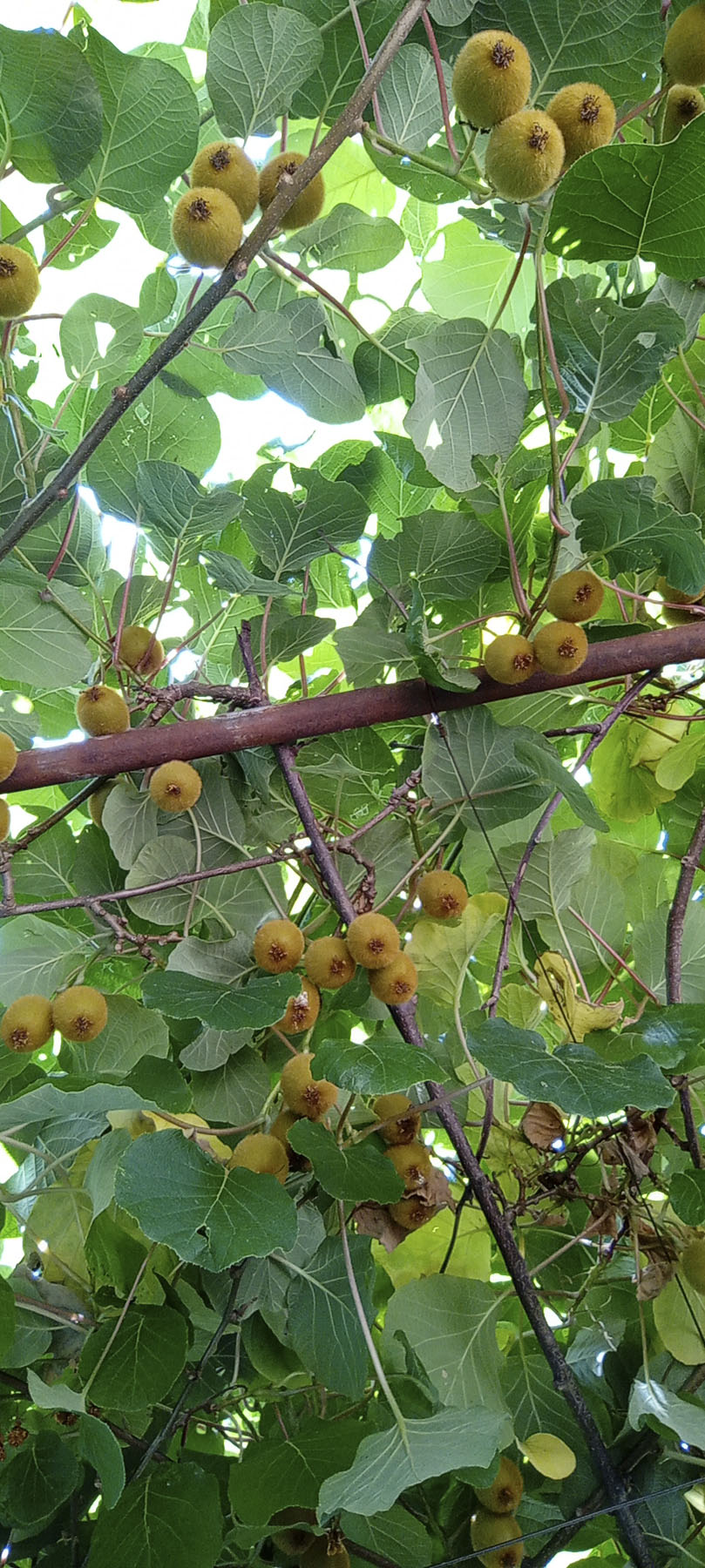 José Ángel Zamora, Villasante Tropikal